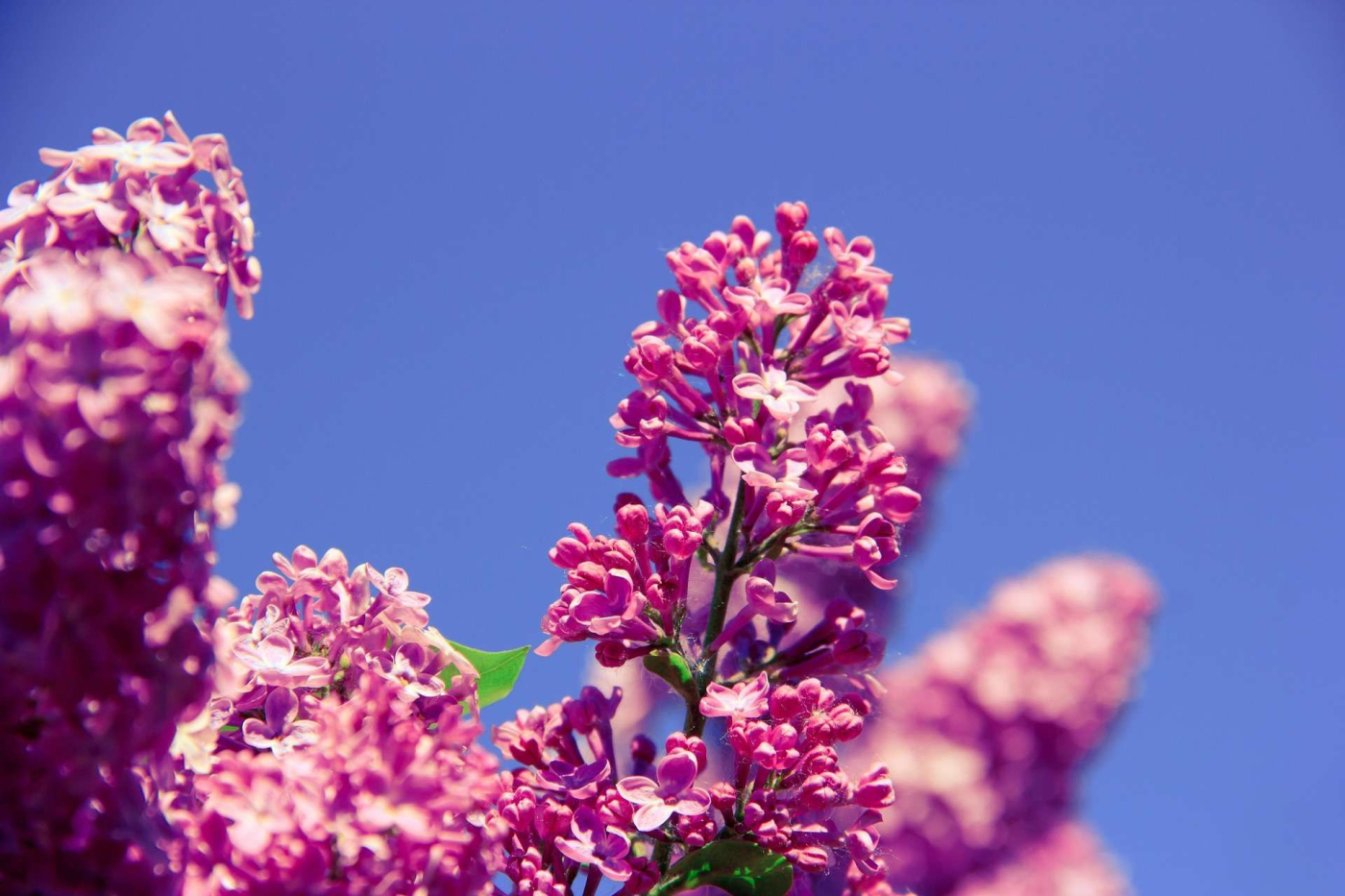 Smells That Improve Your Day (Part2)