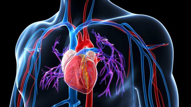 Bagaimana Tekanan Darah Tinggi Arteri Pulmonari Didiagnosis?