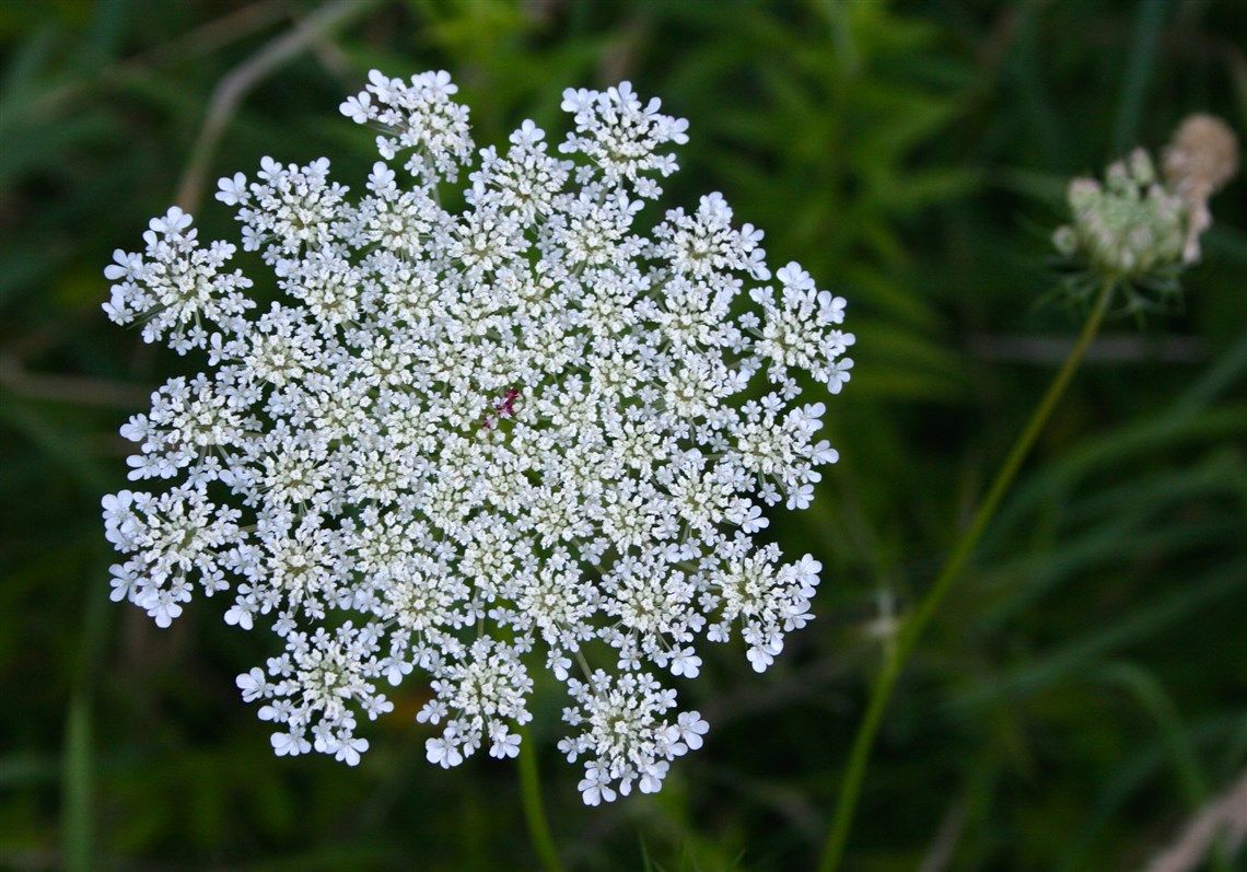 herbs-amazing-birth-control