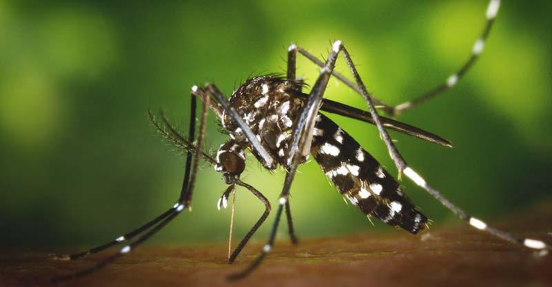 cikungunya-apakah-yang-anda-tahu