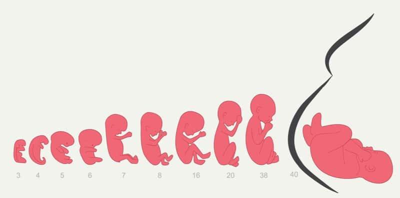 perkembangan-janin-oleh-pasangan