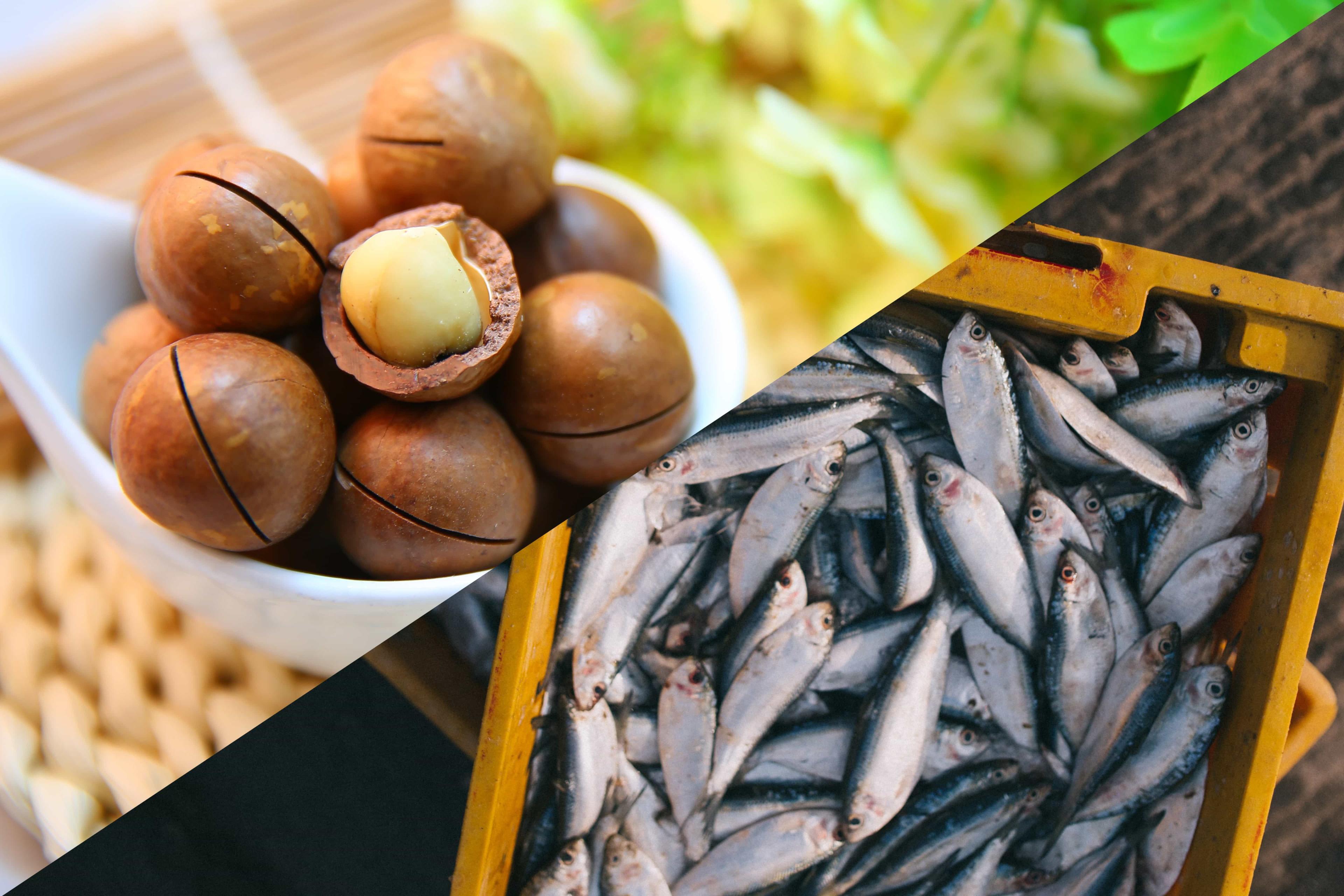 protein-haiwan-vs-protein-tumbuhan