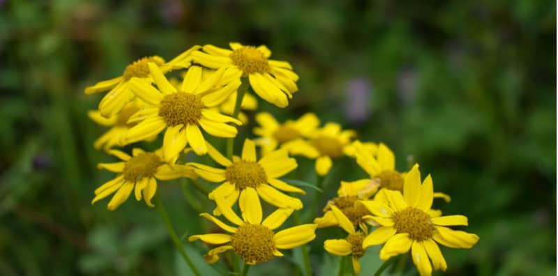 alpine-ragwort