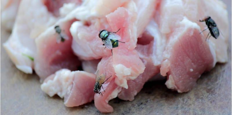 Lalat, Serangga Kotor Berbahaya! Kenali 4 Penyakit Bawaan Lalat