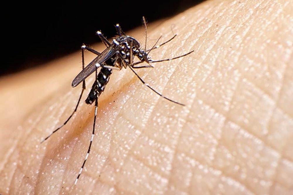 Kelenjar Air Liur Nyamuk: Penawar Kepada Malaria?