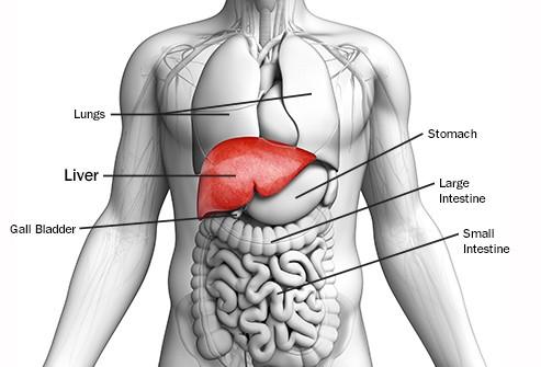 7 Fakta Tentang Kanser Hati