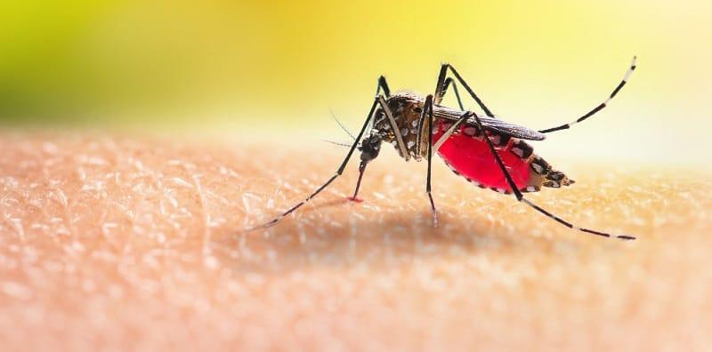 Bagaimana demam denggi merebak dan didiagnosis?