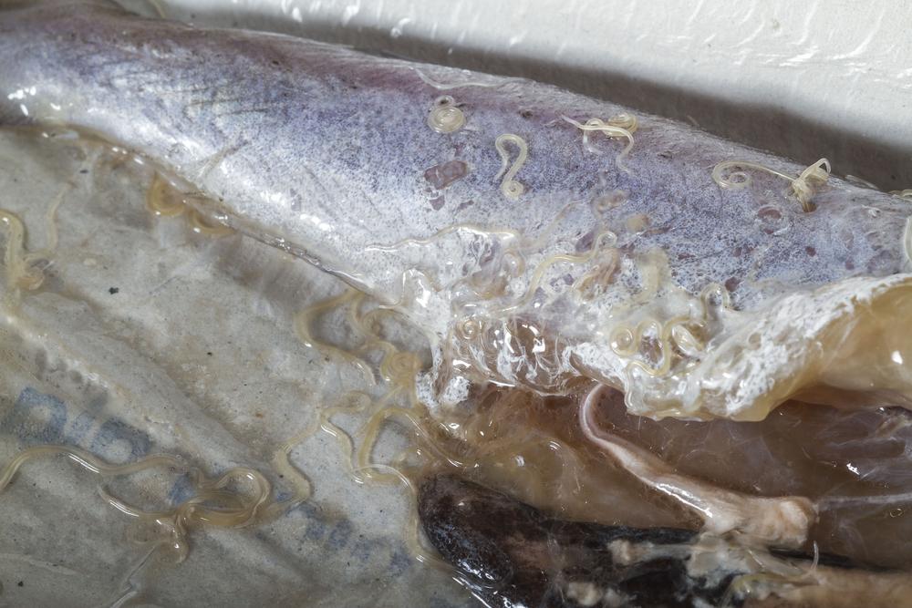 Anisakiasis: Jangkitan Cacing Parasit daripada Makanan Laut