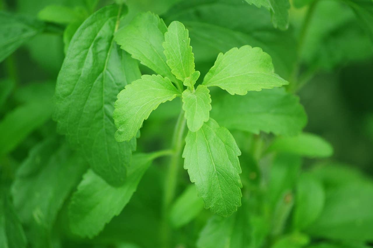 Stevia: Adakah Ia Alternatif Gula Terbaik?