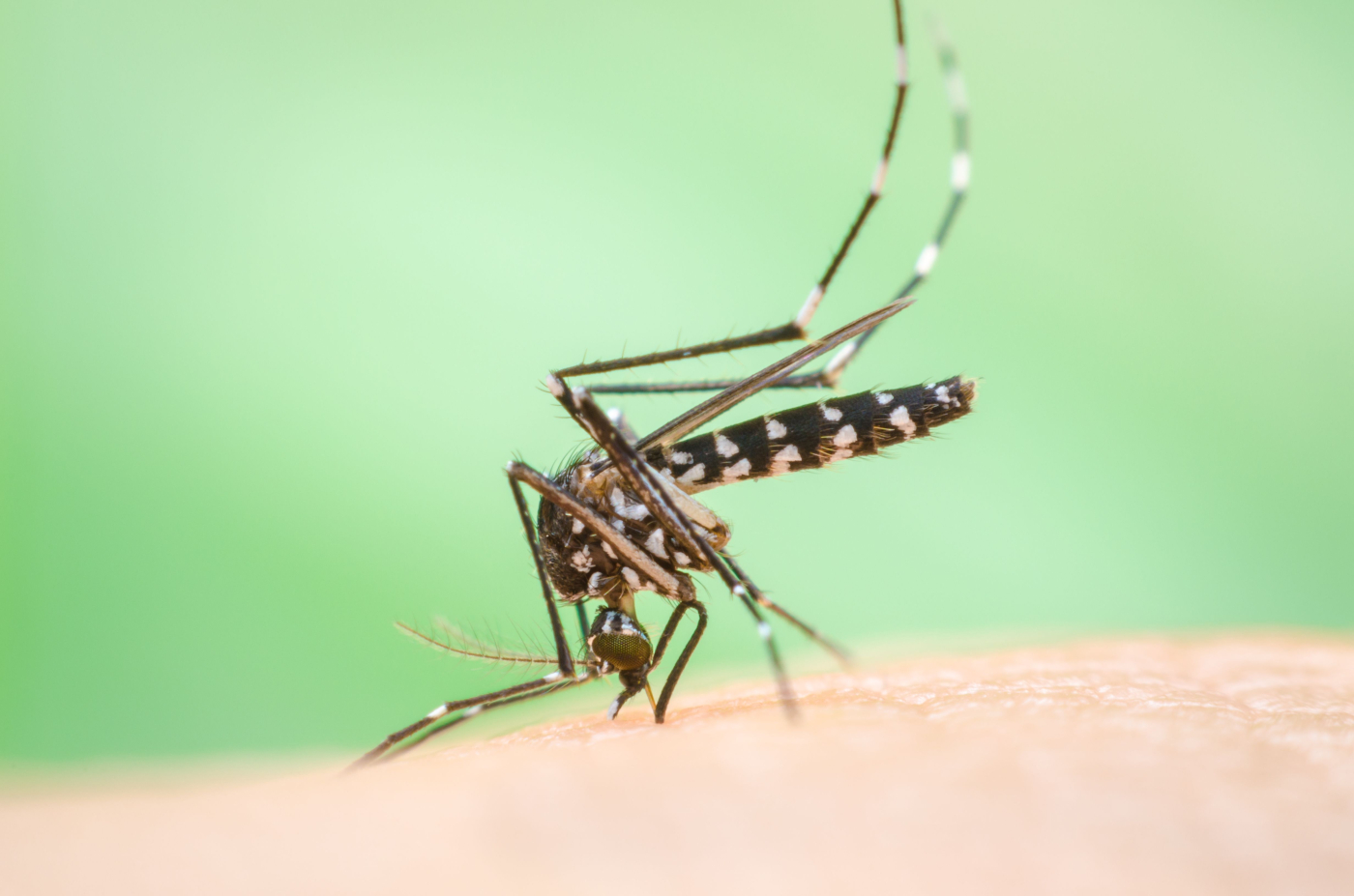 Nyamuk Aedes: Tak Kenal Maka Tak Cinta