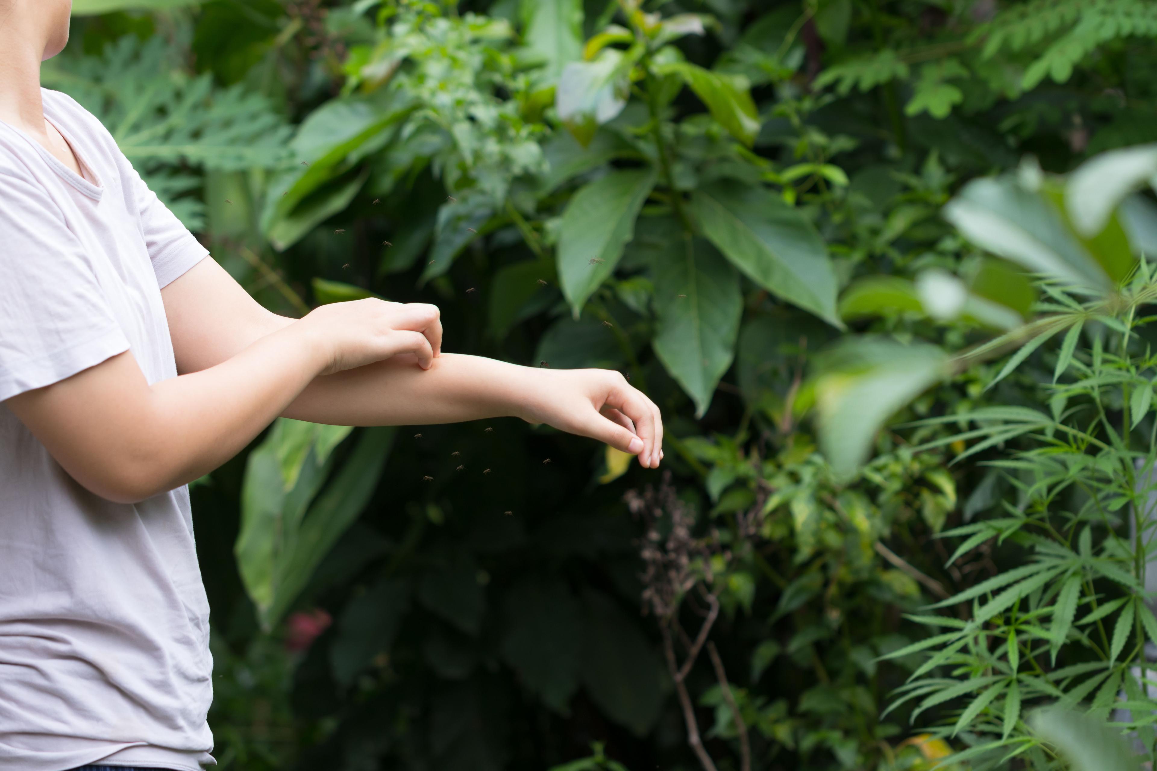 mengapa-kes-denggi-tinggi-di-malaysia