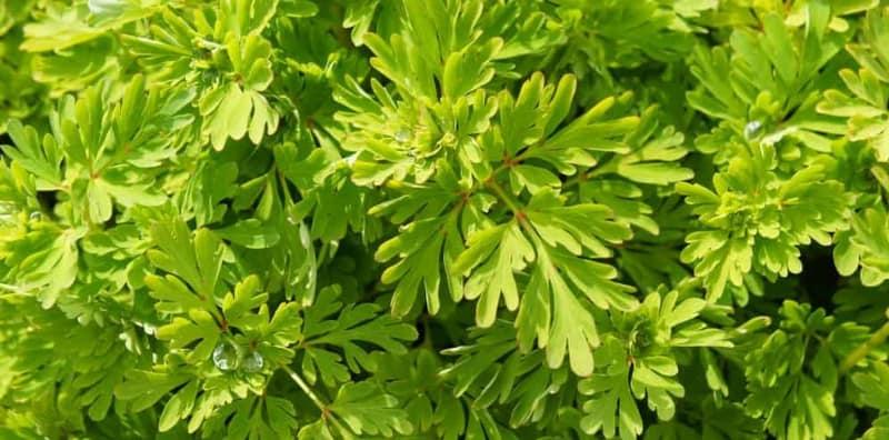 Qinghaosu: Siapa Pernah Sangka Herba Cina Ini Boleh Jadi Ubat Antimalaria?
