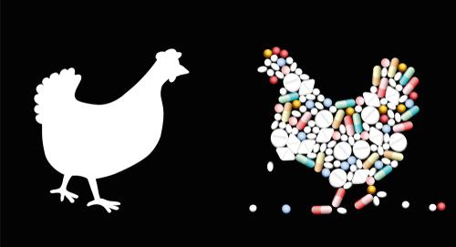 Penggunaan Antibiotik Dalam Pengeluaran Daging Membahayakan Manusia