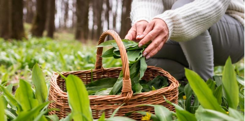 5 Jenis Herba Ini Ada Banyak Manfaat Kesihatan, Paling 'Top' Sekarang Ini Herba #4