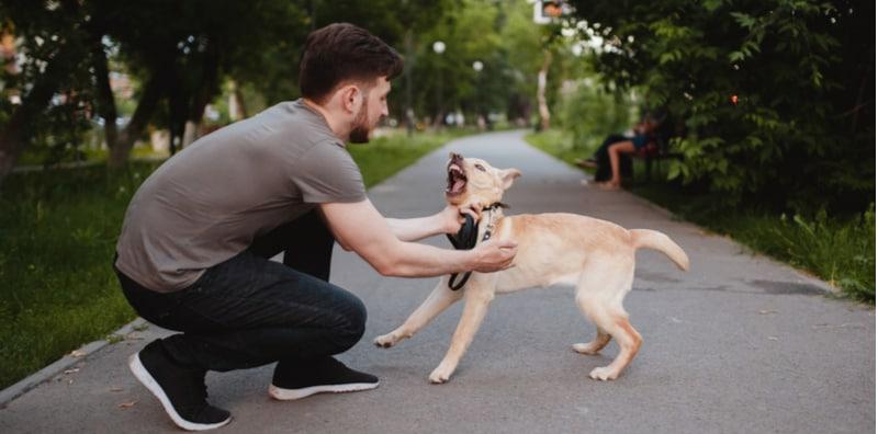 Elak Penyakit Berjangkit, Ini Cara Untuk Kekal Selamat Semasa Dikelilingi Haiwan