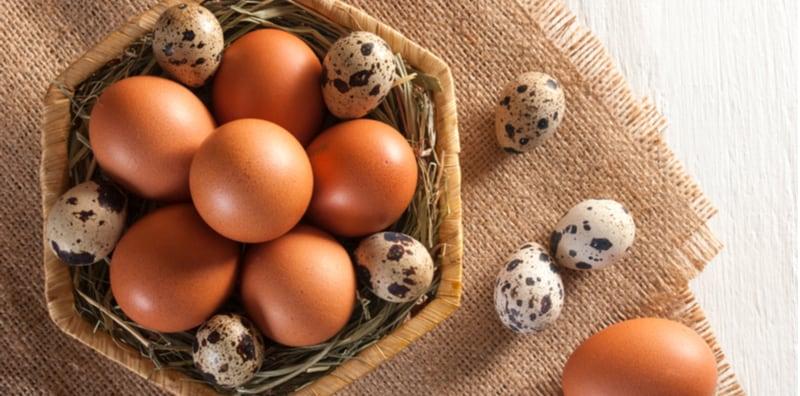 Telur Ayam & Telur Puyuh: Mana Yang Lebih Baik? Ini Perbezaan Nutrisi Antara Kedua-Duanya