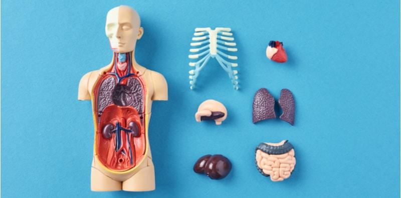 Definisi & Fungsi 8 Jenis Organ Dalaman Utama Manusia, #7 Kurang Popular?