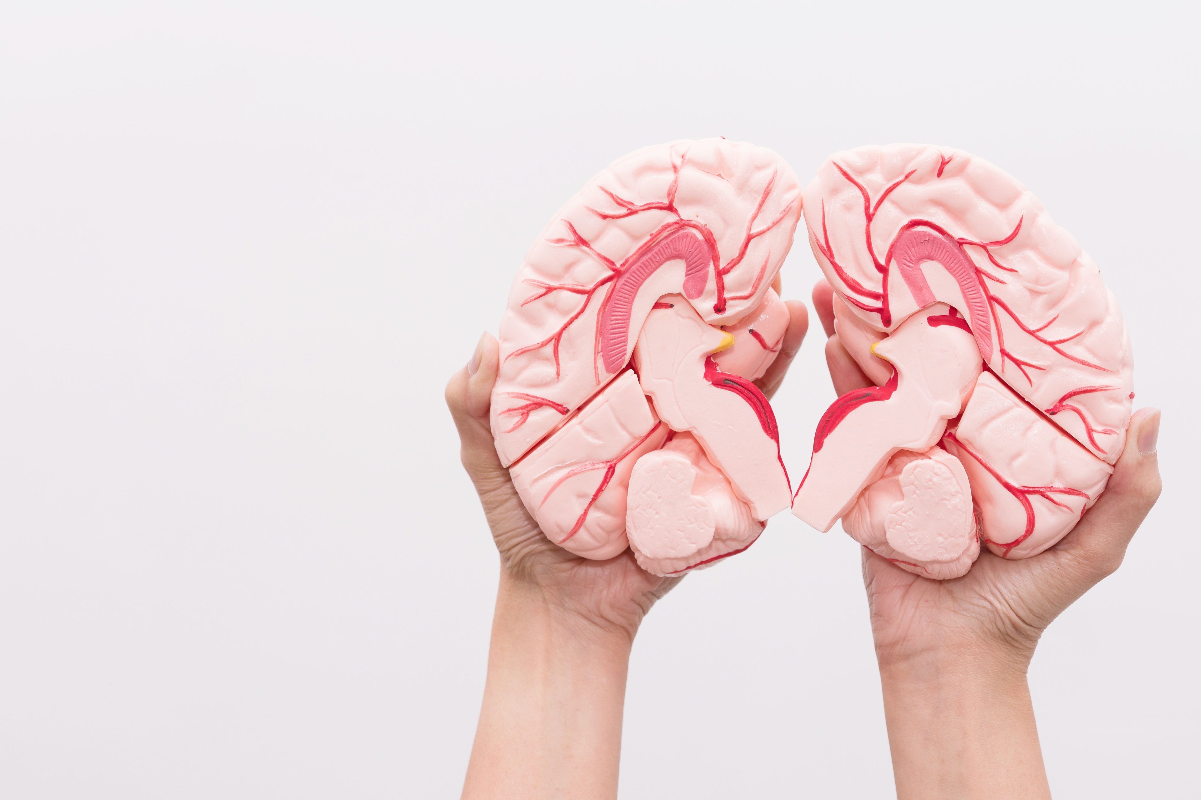 Agenesis of Corpus Callosum: Kegagalan Pada Perkembangan Otak