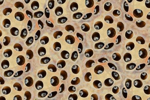 apa-itu-trypophobia