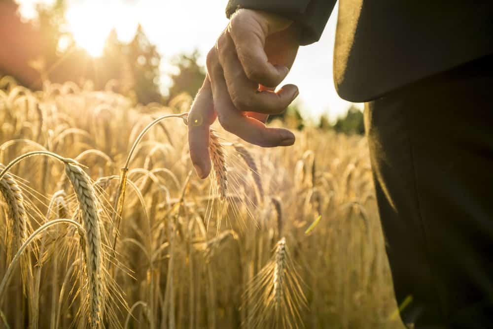 Masa Depan Keselamatan Makanan Dunia (Food Security)