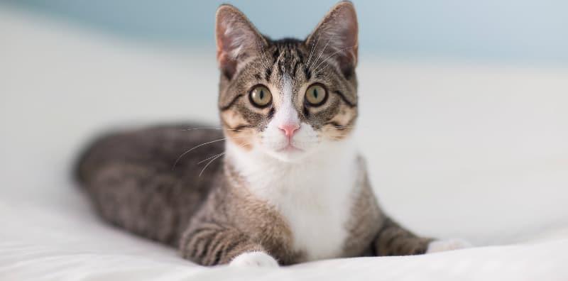 Selalu Kena Cakar Dengan Kucing? Jangan AMBIL MUDAH, Anda Mungkin Terkena CDC!