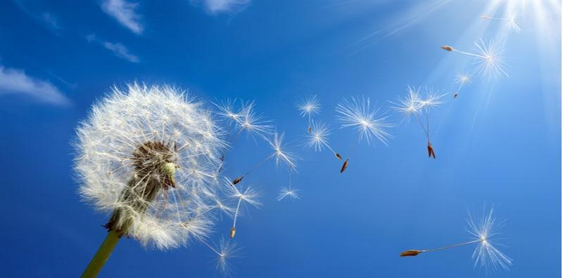 alahan-debunga-adakah-ia-berbahaya