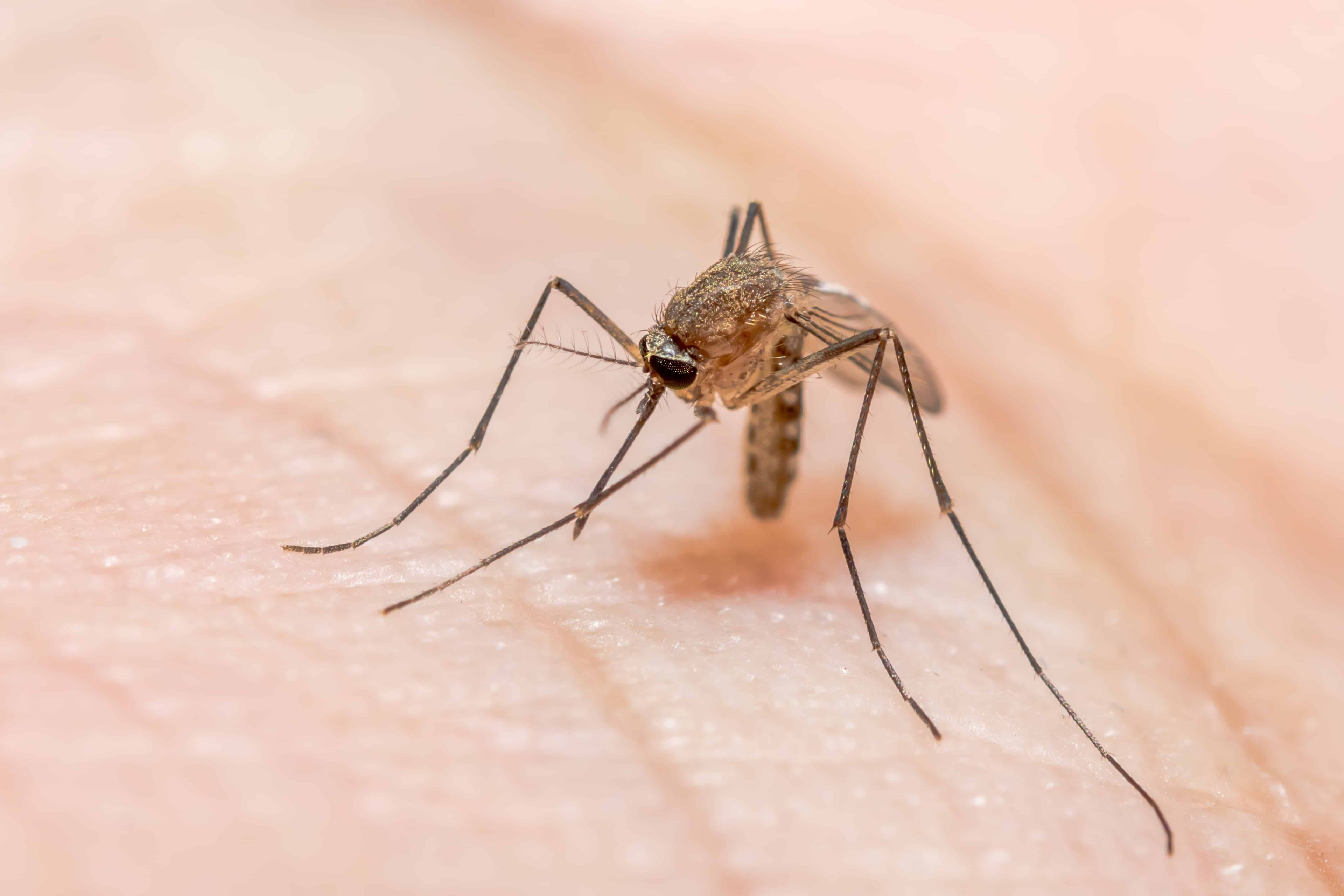 Malaysia Is Facing A New Malaria Threat In Sabah Despite Nearly Eliminating It