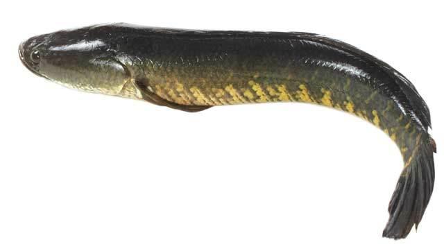 Selami Manfaat Ikan Haruan Yang Kaya Dengan Albumin