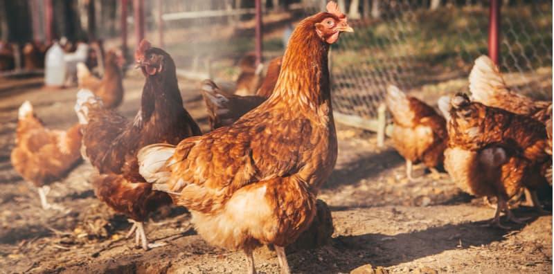 khasiat-ayam-kampung