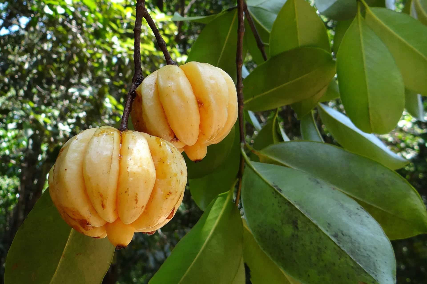 Asam Keping, Bukan Sekadar Bahan Tambahan untuk Masakan
