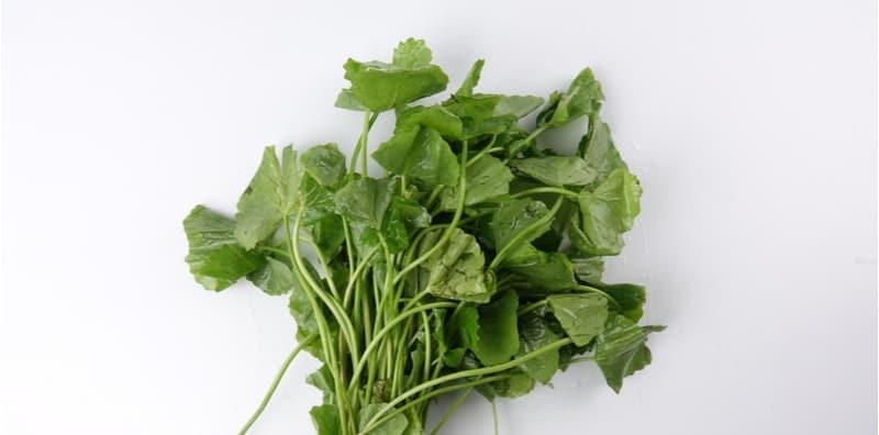 Ulam Pegaga Memiliki Sifat Melindungi Sistem Saraf & Pencegahan Penyakit Strok