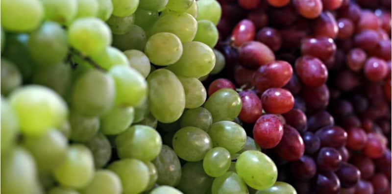 anggur-fakta-menarik-mengenai-buah-ini