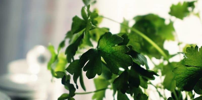 9 Manfaat Ketumbar Terhadap Kesihatan Yang Terbukti Secara Saintifik! #6 Mengejutkan