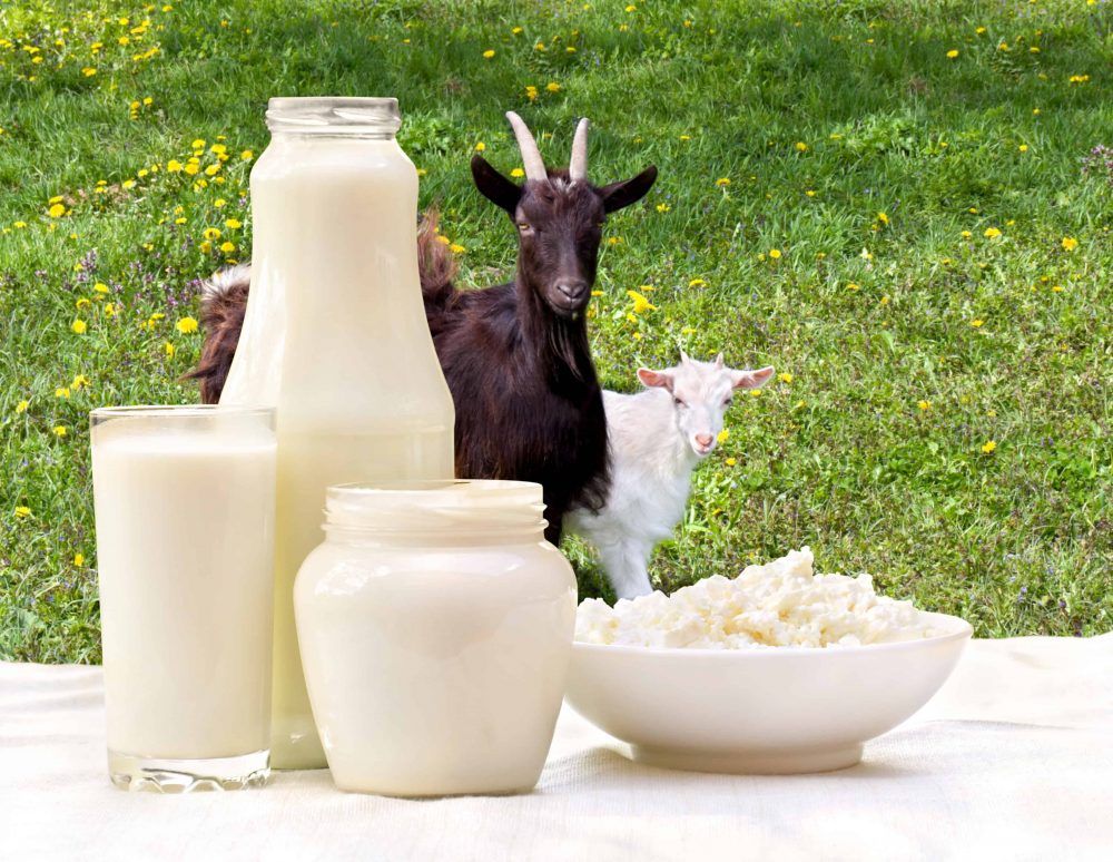 Adakah Susu Kambing Sesuai Diberikan kepada Bayi?