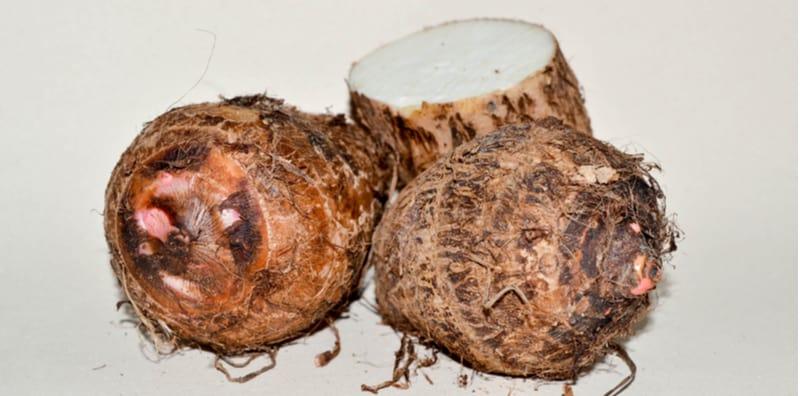 menarik-tentang-keladi-air