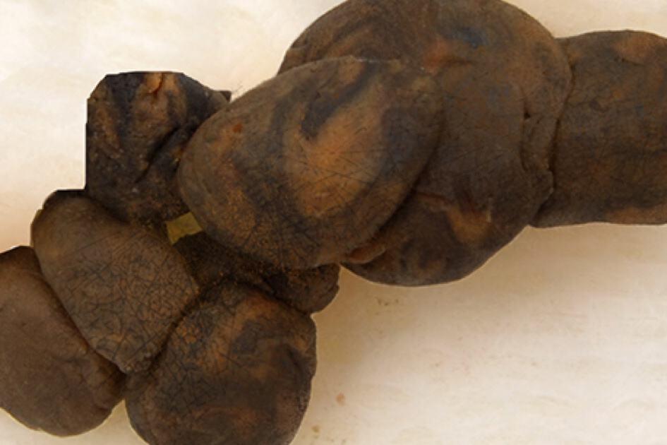 Berwarna coklat serta keras