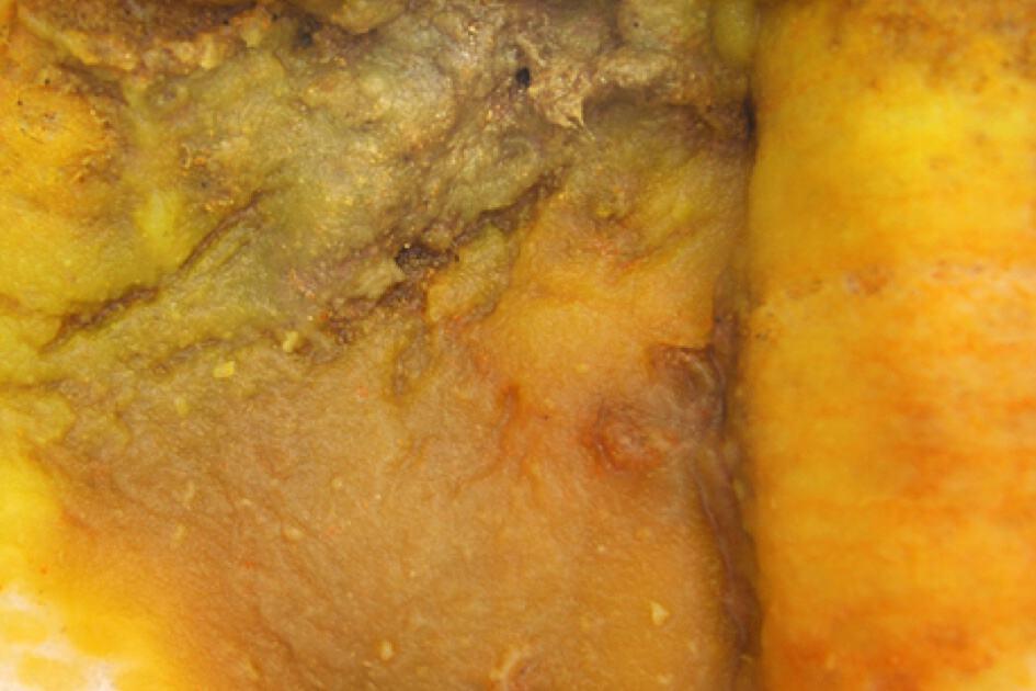 Berwarna kekuningan mustard serta berbiji