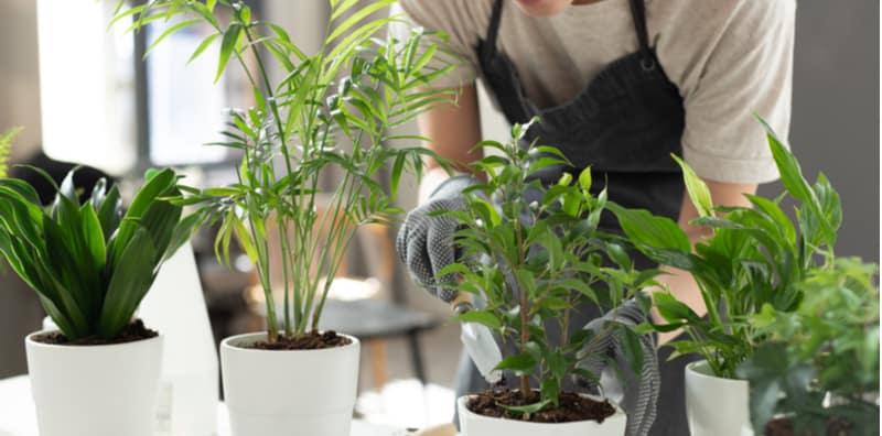 Untungnya Ada Indoor Plant Dalam Rumah, Ia Bantu Memperbaiki Emosi & Buat Anda Rasa Lebih Tenang!