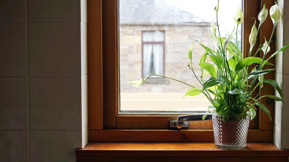 Nak Letak Indoor Houseplant, Tapi Pokok Apa Yang Sesuai Ek?