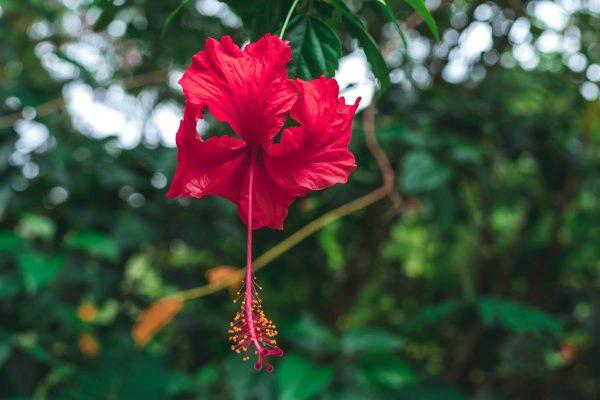 Pernah Dengar Teh Bunga Raya? Jika Belum, Ini Manfaat Yang Perlu Anda Tahu