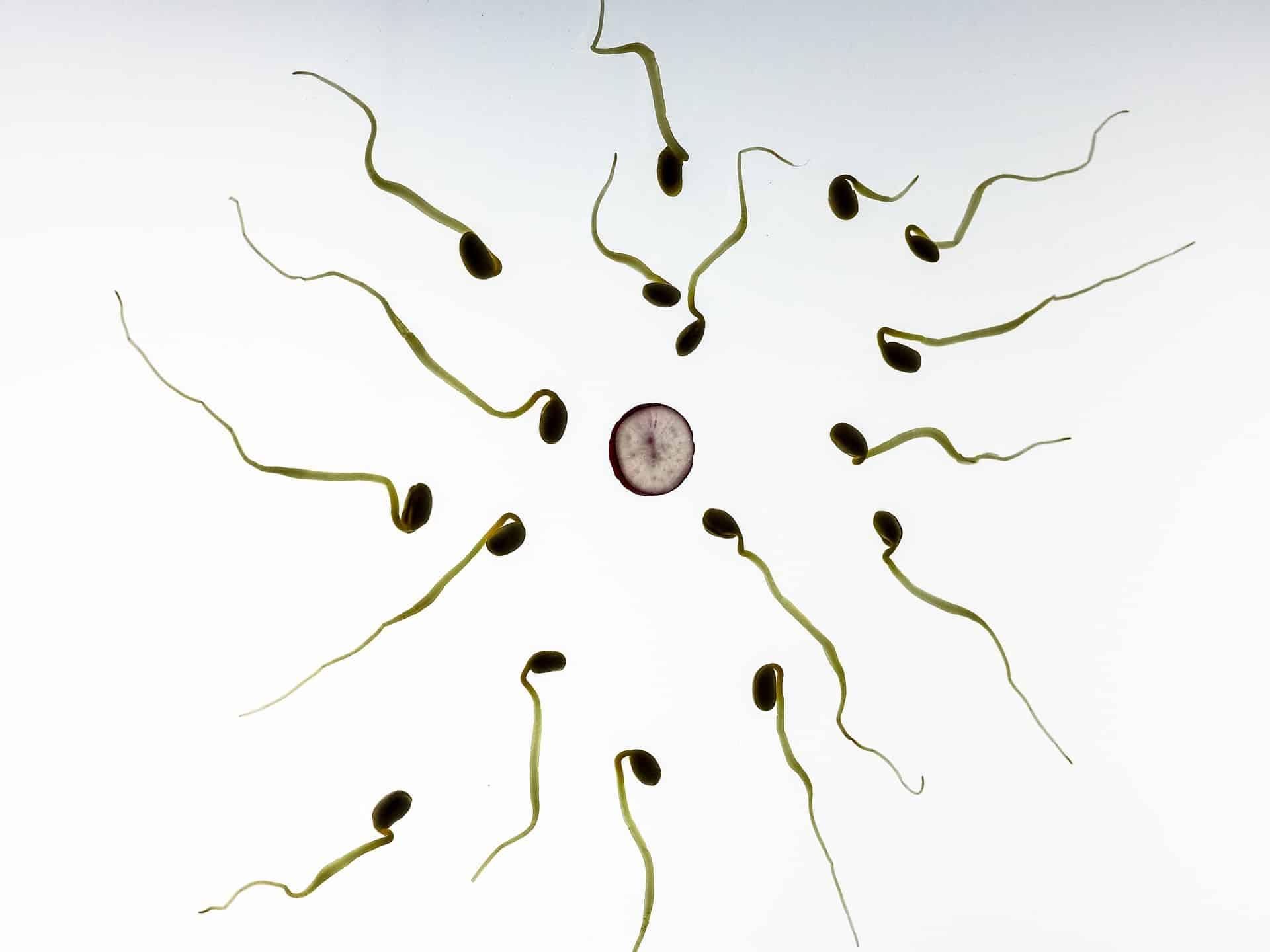 Sperm Quality And Fertility Problems