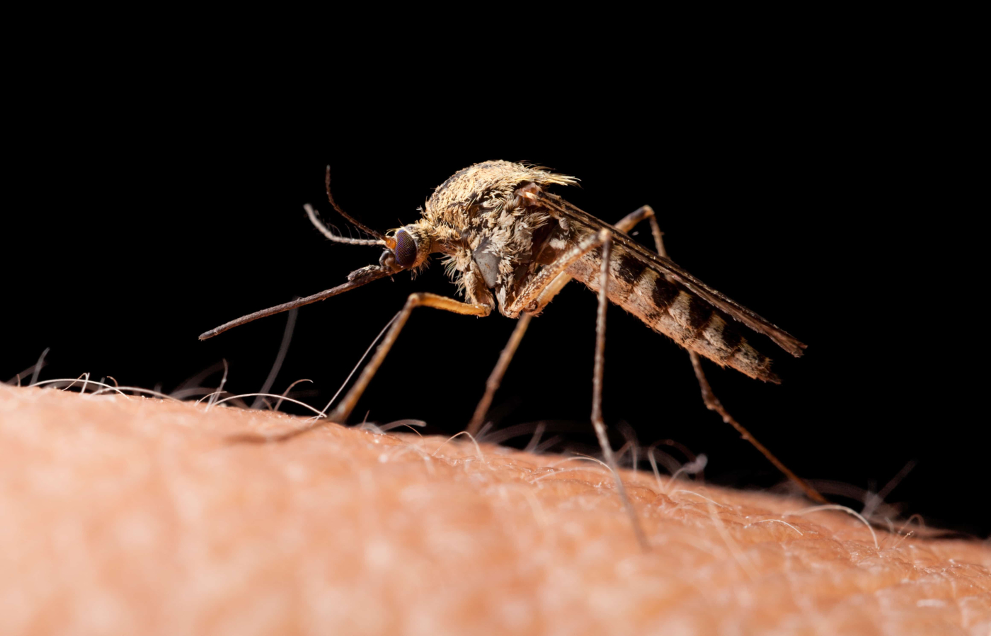 West Nile Virus Infection