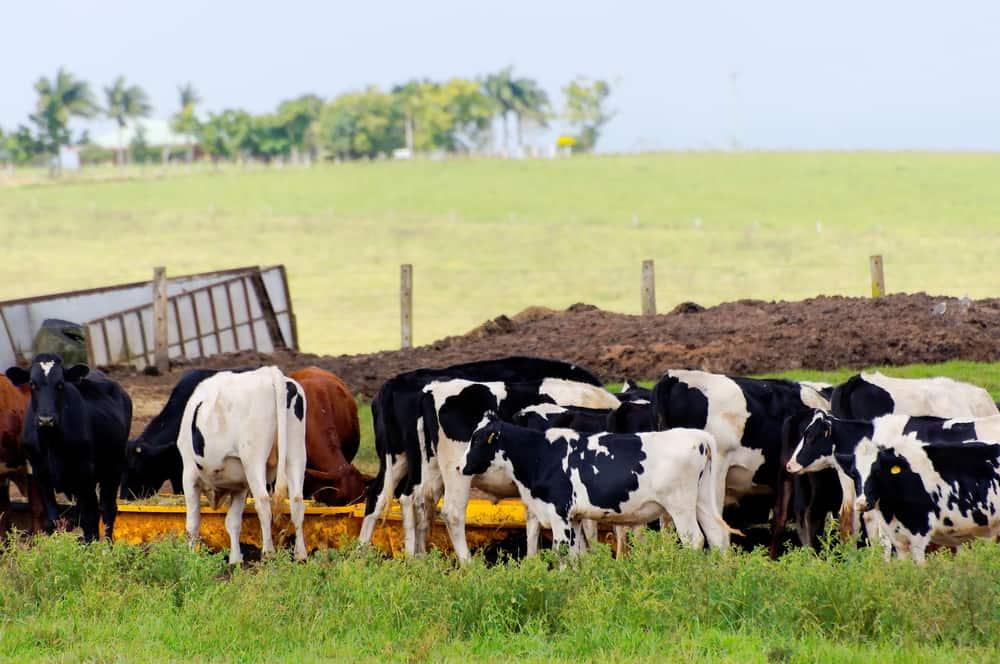 Risau Dijangkiti COVID-19 Kalau Makan Ayam, Lembu? Ini FAKTA Yang Perlu Anda Tahu!