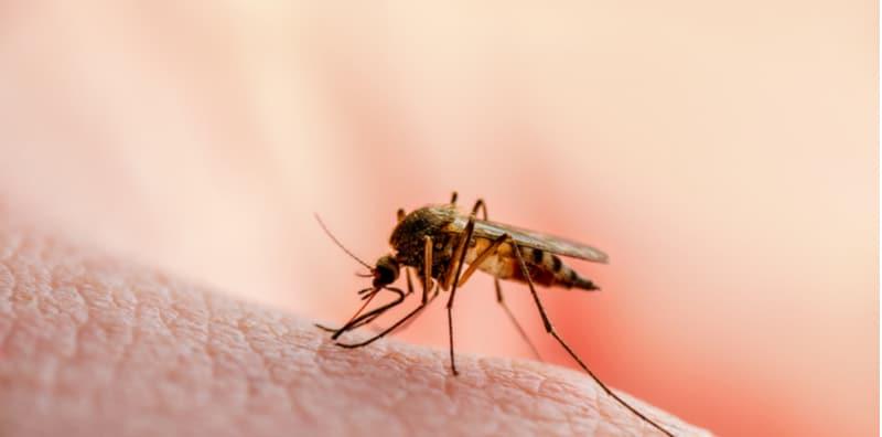 Malaria, Sejenis Penyakit Bahaya Bawaan Nyamuk - Ini 5 Cara Mencegahnya!
