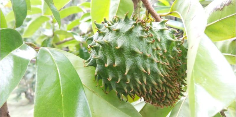 Benarkah Teh Daun Durian Belanda Boleh Kawal Kencing Manis? Ambil Tahu Fakta INI