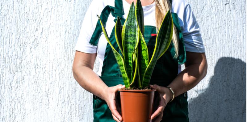 Pokok Lidah Mentua Beracun? Jaga-jaga Peminat Tanaman Hiasan!