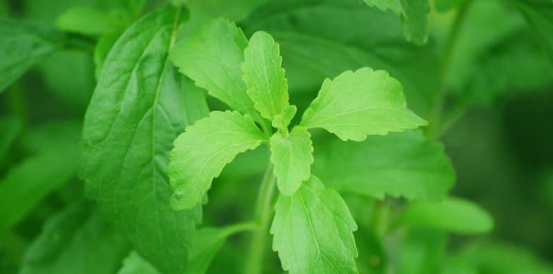 Stevia 400 Kali Lebih Manis Daripada Gula, Jadi Benarkah Stevia Pilihan Pemanis Yang Lebih Baik?