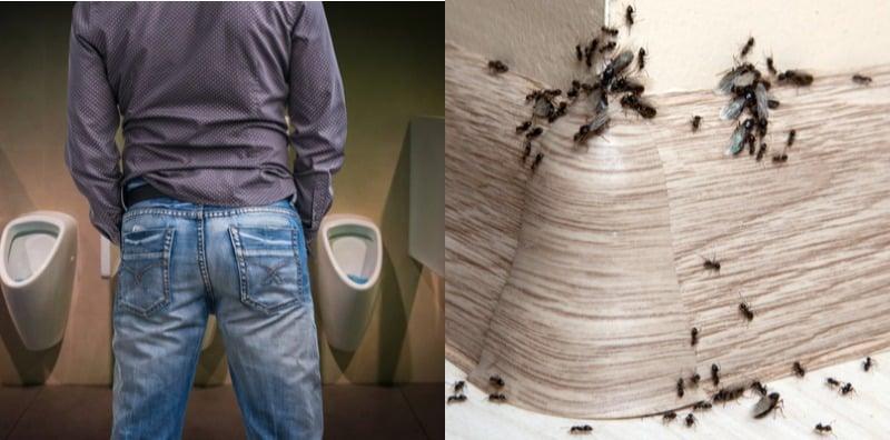 kencing-manis-dihurung-semut