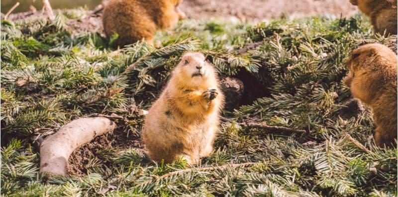 Terbaru! Lagi Wabak Hawar Bubonik Muncul Dari China, Punca Akibat Makan Daging Haiwan Marmot!