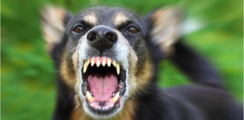Jangan Ambil Remeh Jika Kena Gigitan Anjing Gila! Hampir 100% Mati Sebab Tak Dapat Rawatan!